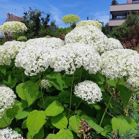 Hortensie 'Strong Annabelle'