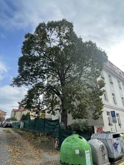 Fotogalerie | Zdravotní a bezpečnostní řez stromů, rizikové kácení a údržba zahrad v Praze a okolí