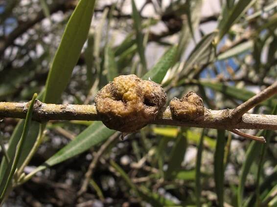Daños de pseudomonas en plantas