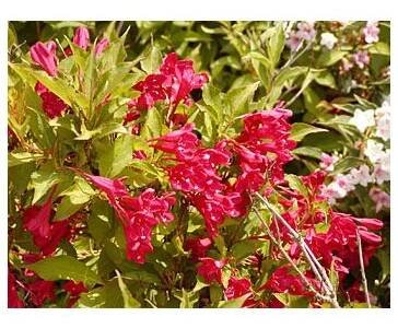 Weigela ́Red Prince ́ Vajgélie ́Red Prince ́ - PRODEJ ROSTLIN