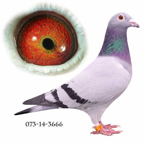 Stamduer - Brobech Racing Pigeon
