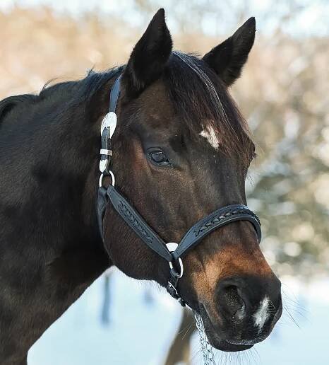 Black show leather halter - braided - fitted on a horse