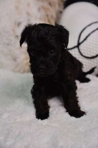 Darcy -Male Yorkiepoo