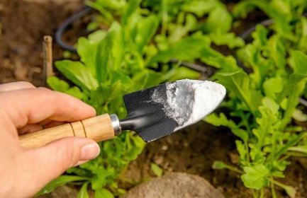 14 chytrých tipů, jak použít jedlou sodu na zahradě i na rostliny
