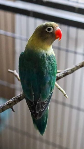 Lovebirds – Svensson Ranch/Team 24