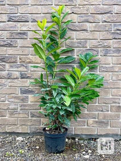 Bobkovišeň - Prunus laur.'NOVITA' 100-120cm - foto 1