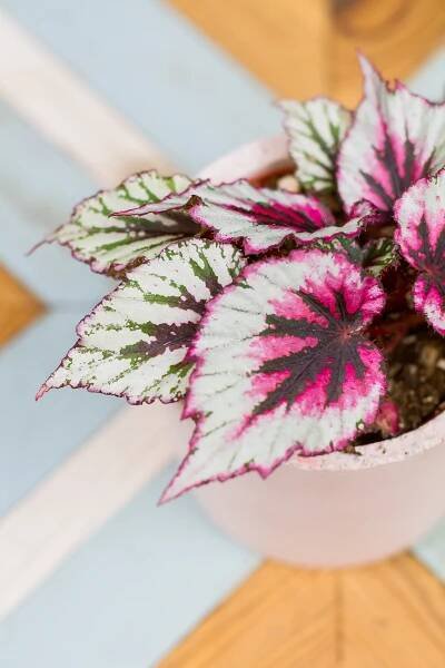 Begonia rex ‘Evening Glow‘ (malá) - Image 2