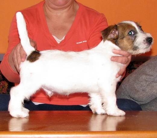 Jack Russell teriér