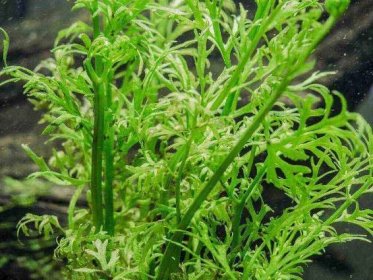 Indian water fern (Ceratopteris thalictroides) ⋆ Farmer-online ⋆ agricultural loans, investments, leasing, money, credit cards, business investments