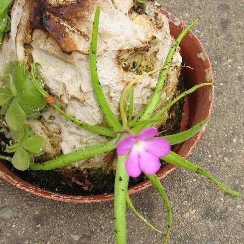 Tučnice mexická - Pinguicula moctezumae - prodej semen - 13 ks - ukončený