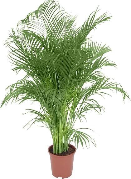 Areka zlatoplodá palma výška cca 150-160 cm průměr cca 27 cm Areca Dypsis