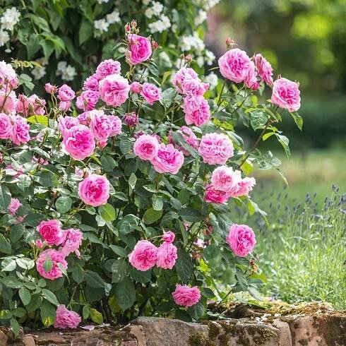 Gertrude Jekyll®