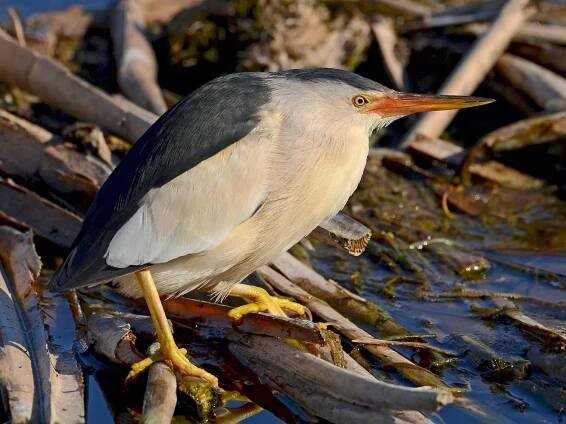  - Little Bittern