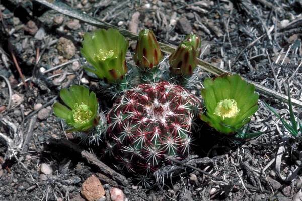 Echinocereus