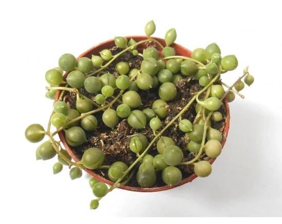 Senecio rowleyanus