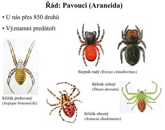 PPT - Kroužkovci (Annelida) Měkkýši (Mollusca) Členovci (Arthropoda) PowerPoint Presentation - ID:5984268