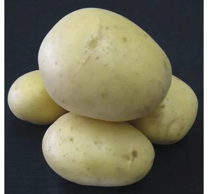 Brambory sadbové žluté CARRERA velmi rané 10 kg