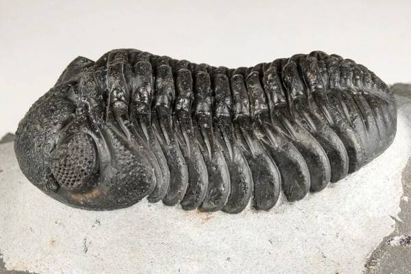 Trilobite Fossils For Sale - FossilEra.com