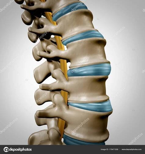 Sekce anatomie lidské páteře — Stock Fotografie © lightsource #179471558