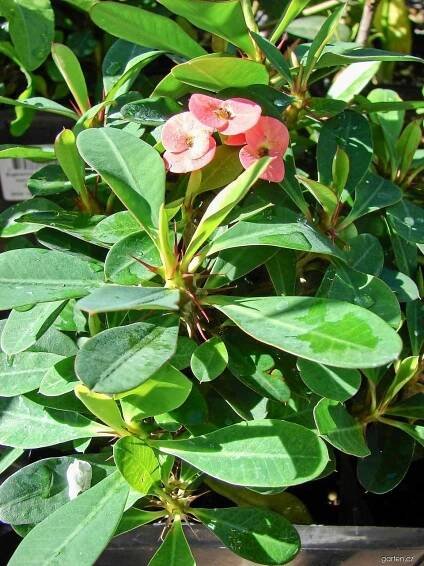 Pryšec zářivý (Euphorbia mili)