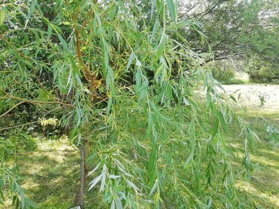 Vrba košíkářská (Salix viminalis)