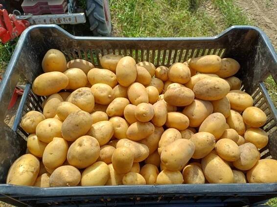 Soukromý zemědělec Jaromír Zdráhal, Čížice - Farma Zdráhalovi