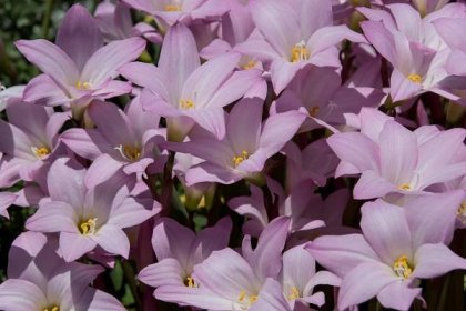 Znáte zefírové lilie? Mezi cibulovinami jsou opomíjeným klenotem | Naše zahrada