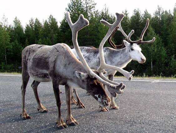 Finland Painted the Antlers of Reindeer With Reflective Paint to Prevent Car Accidents and the Results Are Eerie… 3