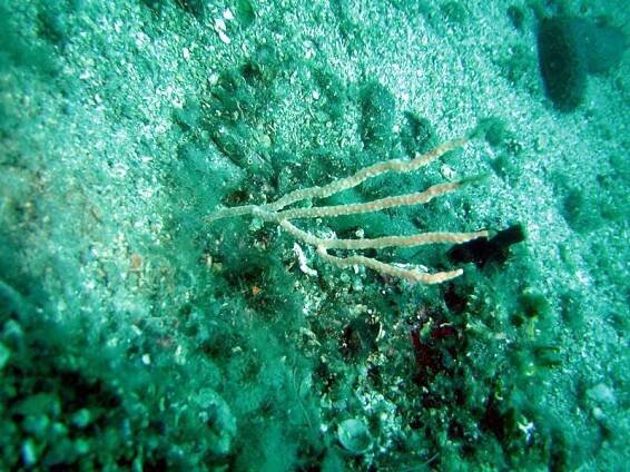 Diving 2005 - pictures