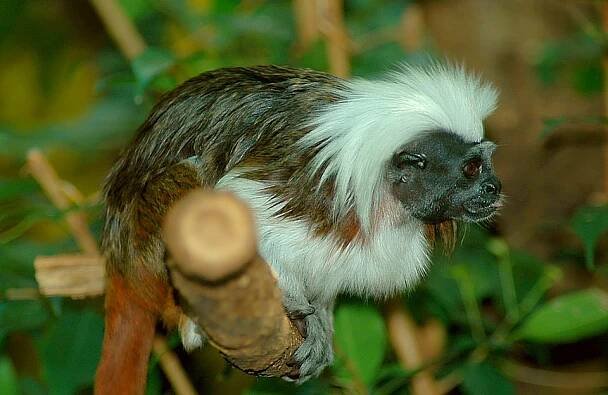 Saguinus oedipus - Wikimedia Commons