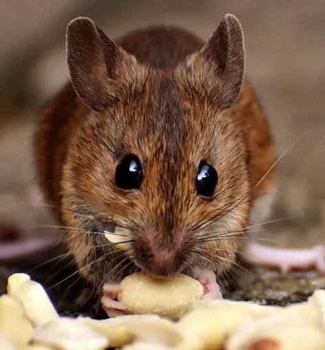 Rat Myths & Facts: Control Tips