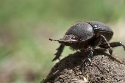 What do beetles eat?
