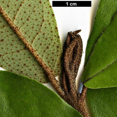 Aextoxicon punctatum