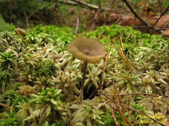 Třepenitka pomněnková - Phaeonematoloma myosotis - Kudluv fotoatlas hub