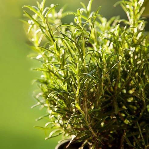 Potted Rosemary Herbs: Caring For Rosemary Grown In Containers