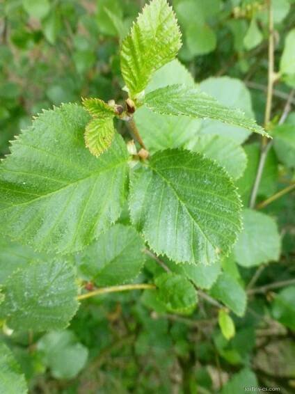 Olše zelená - větévka s listy (Alnus alnobetula)