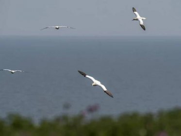 Bird flu had devastating impact on UK seabirds this year, NGO finds