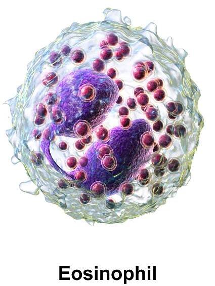 File:Blausen 0352 Eosinophil.png - Wikimedia Commons