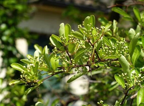 Pyracantha coccinea M.Roem. - Portale della Flora d'Italia / Portal to the Flora of Italy