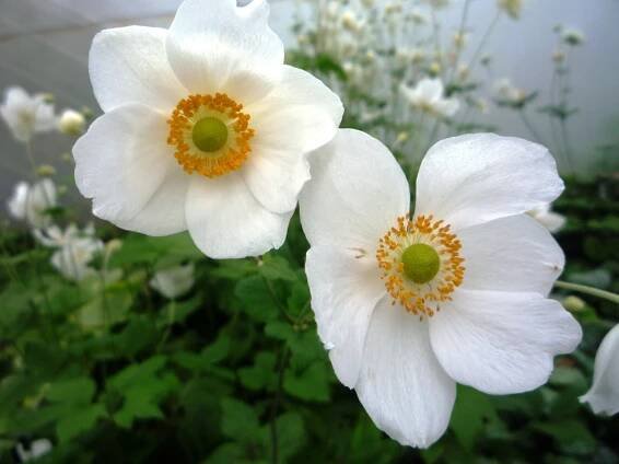 Sasanka japonská 'Honorine Jobert' - Anemone hupehensis 'Honorine Jobert'