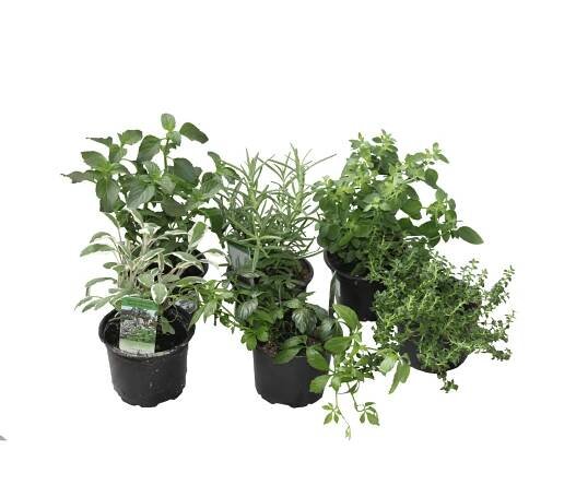 CZ-Flora Směs bylinek řízkované různé druhy pr. cca 9 cm nakoupit u OBI