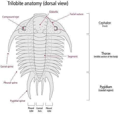 trilobite anatomy