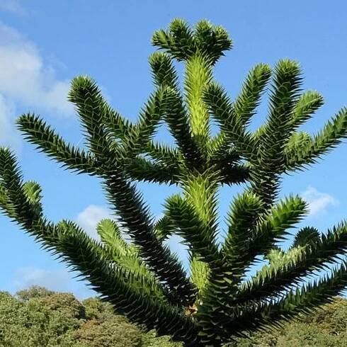 Araucaria.cz - Blahočety přímo od specialisty