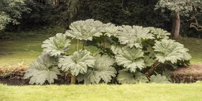 Gunera rukávovitá, barota (Gunnera manicata)