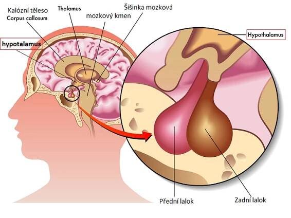 Hypotalamus – velmi důležitá oblast mozku – jaké má funkce?