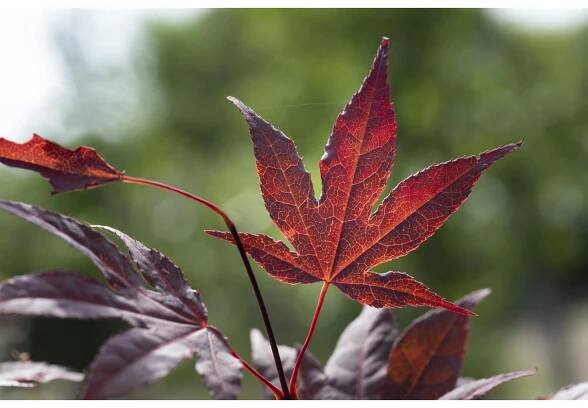 GROW by OBI Javor dlanitolistý (Acer palmatum) "Bloodgood", 80-100 cm, 10 l