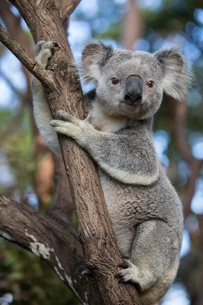 a juvenile male koala in a tree in Queensland, Australia