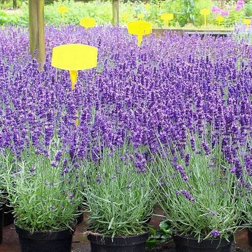 Lavandula Levandule úzkolistá HIDCOTE BLUE Nízká Voňavá! Mrazuvzdorná Země Polsko