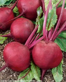 Červená řepa "Sycamore" - kulatá, produktivní odrůda - 500 semen - Beta vulgaris - semena – Garden Seeds Market | Doprava