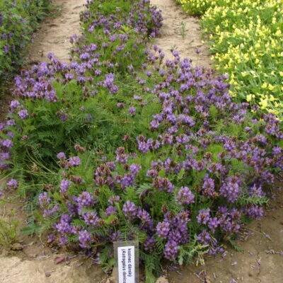 bobovité- FABACEAE – 3. stránka – PlantaNaturalis.com